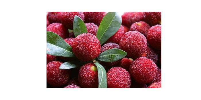 Tips Untuk Mengenali Buah Bayberry Dari Tampilan Buah dan Tumbuhannya!