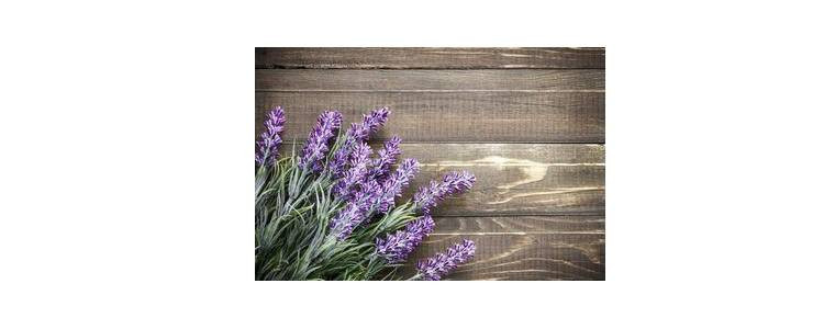Tips Merawat dan Melakukan Pengendalian Hama Tanaman Lavender!