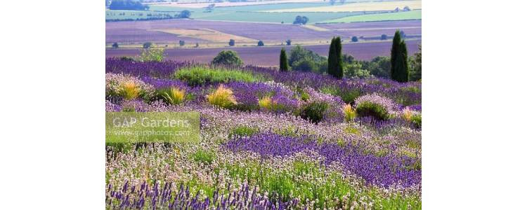 Jenis Tanah dan Pupuk Terbaik Yang Bisa Kamu Gunakan Untuk Menumbuhkan Lavender!