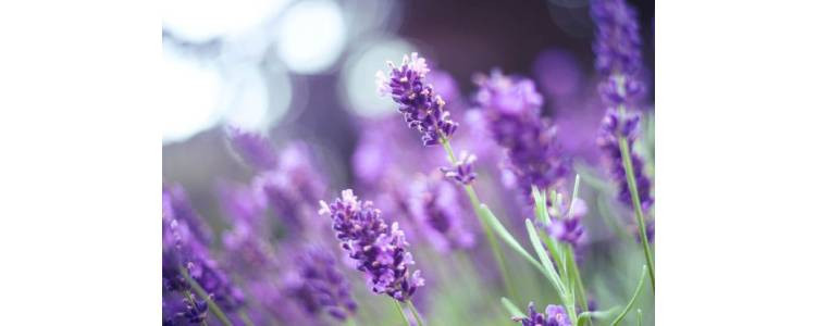 Cara Memanen dan Mengeringkan Tanaman Lavender!